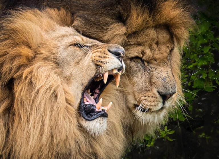 The Big Cat Sanctuary Lions